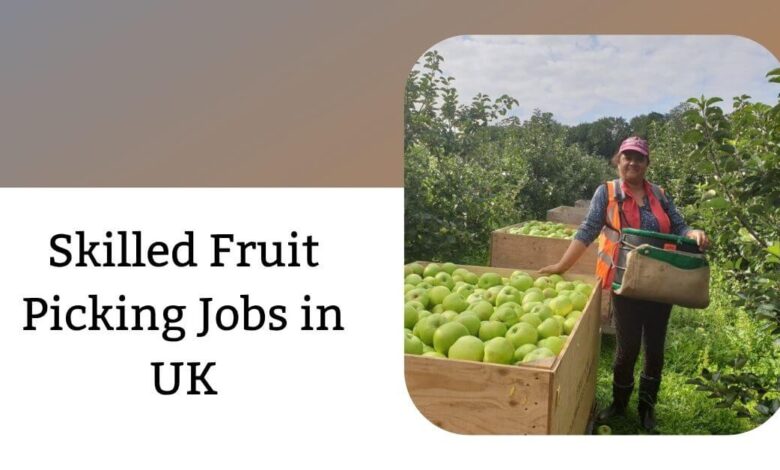 Skilled Fruit Picking Jobs in UK