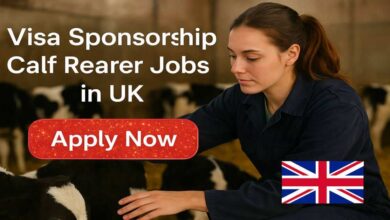Visa Sponsorship Calf Rearer Jobs in UK