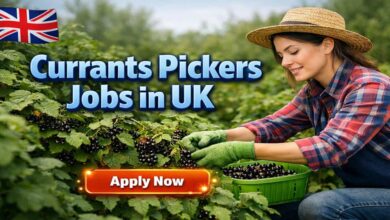 Currants Pickers Jobs in UK