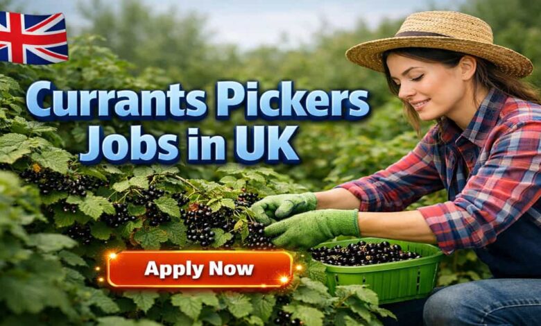 Currants Pickers Jobs in UK